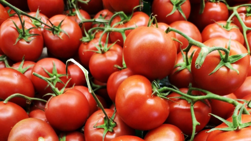 Combien de temps faites-vous bouillir les tomates pour la mise en conserve