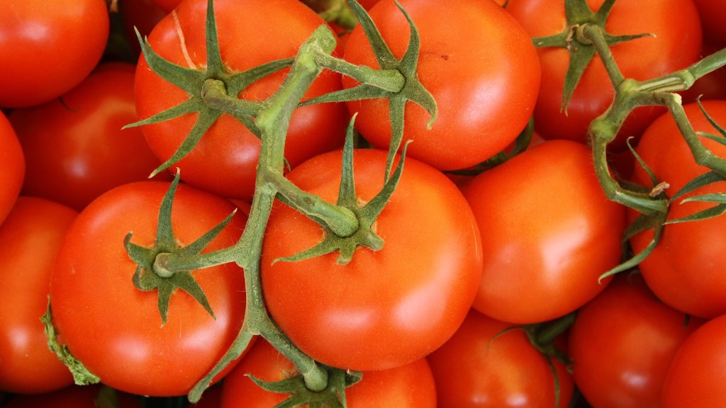Combien de temps pouvez-vous conserver des tomates fraîches au congélateur
